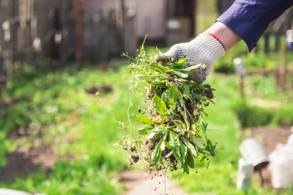 How to Clear a Yard Full of Weeds in Van Nuys, CA