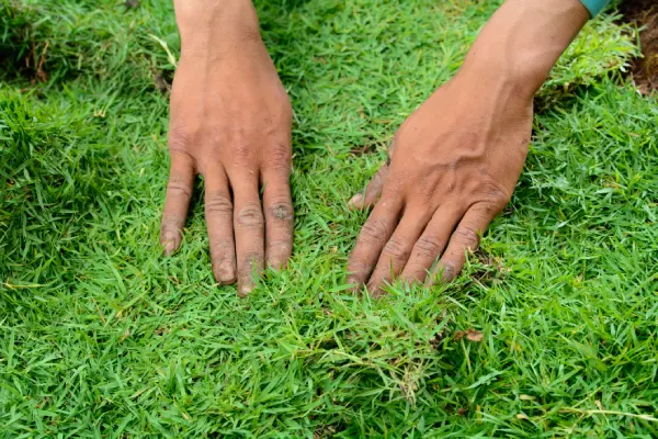 How to Lay Sod Over Existing Lawn in Van Nuys, CA