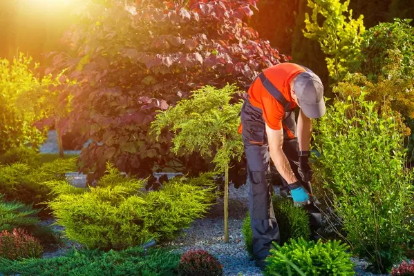 Landscaping Company in Van Nuys, CA