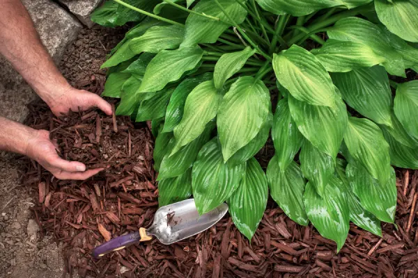 Mulching in Van Nuys, CA